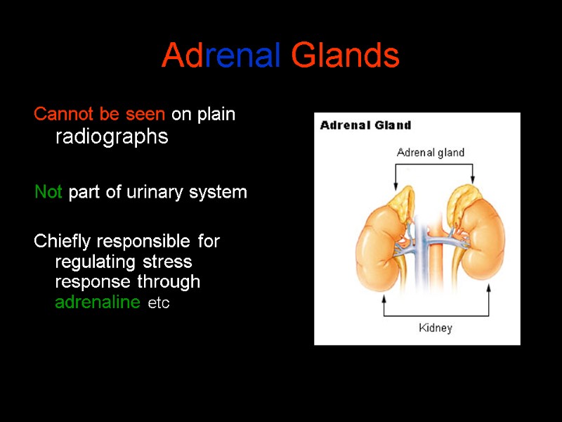 Adrenal Glands Cannot be seen on plain radiographs  Not part of urinary system